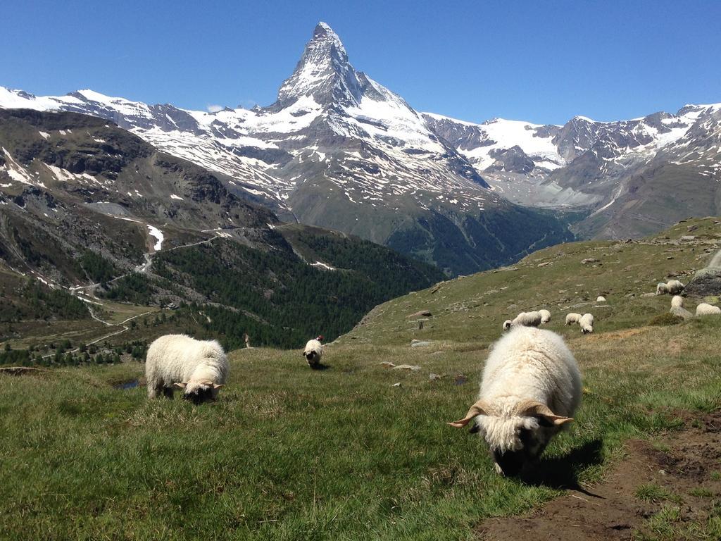 Ferienwohnung Haus Viktoria A Zermatt Zimmer foto